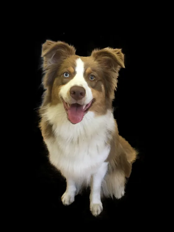 onze mascotte kaya, geen gitaar docent